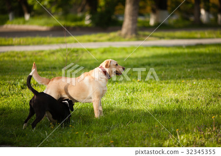 Walking the dogs in the park 32345355