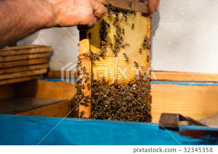 Man engage apiculture Man engage apiculture 32345358