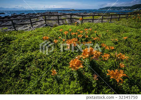 Squash Lily community in Tenjin Island 32345750