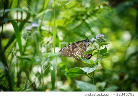 紫斑蝶 紫斑蝶 32346792