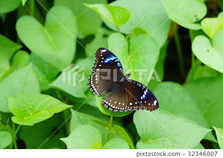 紫斑蝶 32346807