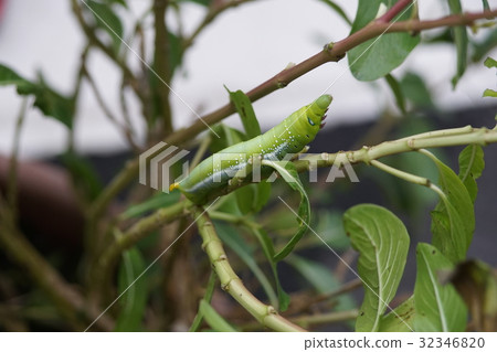 夾竹桃天蛾 32346820