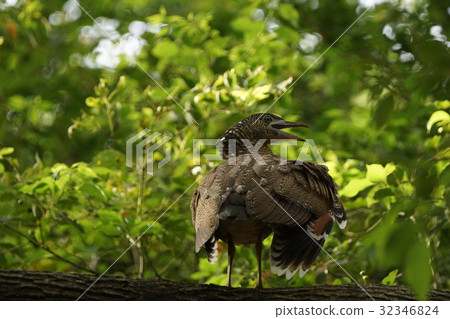 黑冠麻鷺 32346824