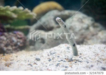 spotted garden eel. 32347879