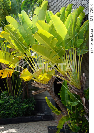 Traveler Traveler 32347898