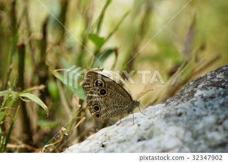 台灣波紋蛇目蝶 台灣波紋蛇目蝶 32347902