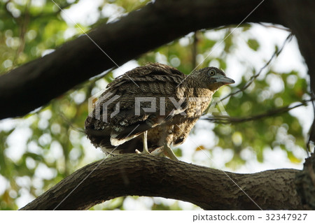 黑冠麻鷺 32347927