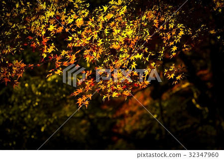 Maples that turn red leaves Maples that turn red leaves 32347960