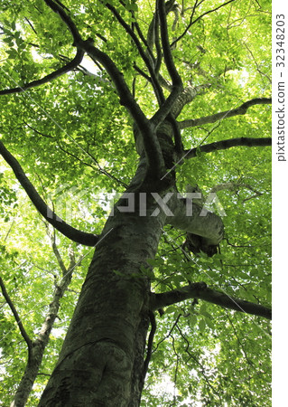 Shirakami Mountains Shirakami Mountains 32348203