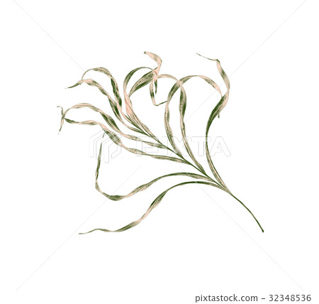 leaf of palm tree isolated on white background 32348536