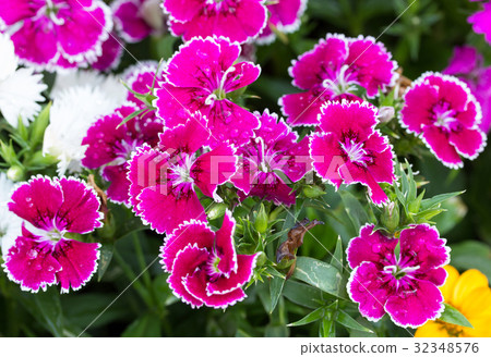 Dianthus flower in the garden 32348576