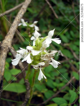 terrestrial orchid, Habenaria dentata 32348675