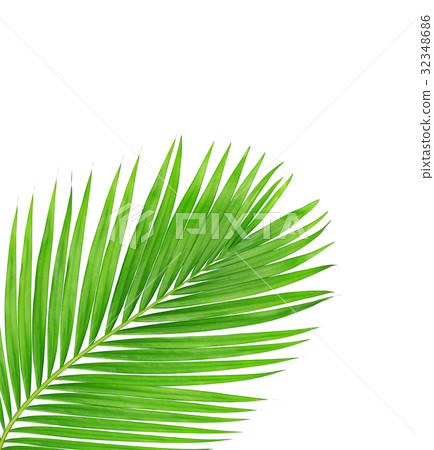green leaves of palm tree isolated on white green leaves of palm tree isolated on white 32348686