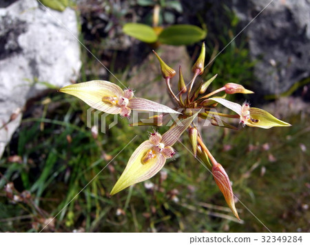 Bulbophyllum blepharistes Rchb.f. 32349284