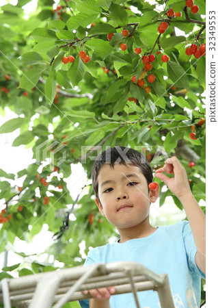 孩子們狩獵櫻桃 孩子們狩獵櫻桃 32349553