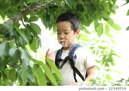孩子們狩獵櫻桃 32349554