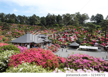 [杜鵑花的觀光勝地和美麗的風景] Shiofune Kannonji杜鵑花節 32349772