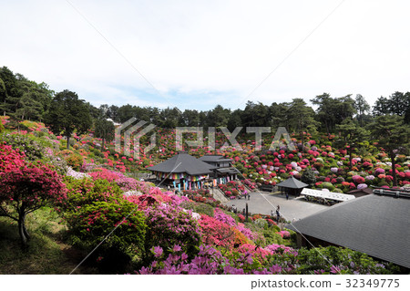[杜鵑花的觀光勝地和美麗的風景] Shiofune Kannonji杜鵑花節 32349775