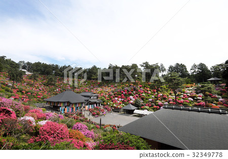 [杜鵑花的觀光勝地和美麗的風景] Shiofune Kannonji杜鵑花節 32349778