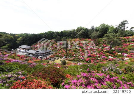 [Sightseeing spots and beautiful scenery of azaleas] Shiofune Kannonji Azalea Festival 32349790