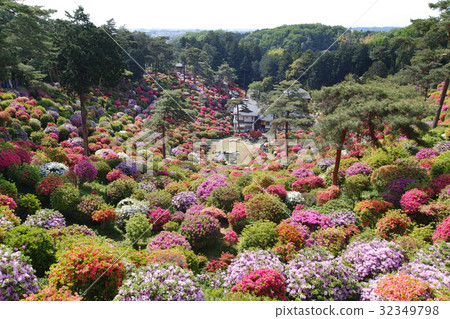 [杜鵑花的觀光勝地和美麗的風景] Shiofune Kannonji杜鵑花節 32349798