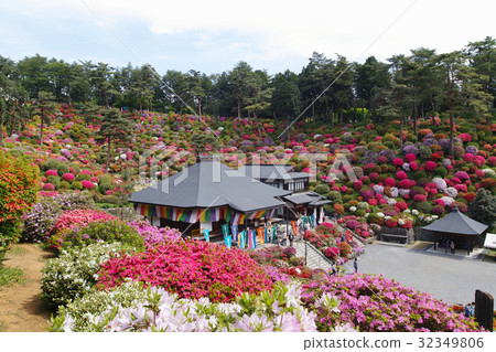 [杜鵑花的觀光勝地和美麗的風景] Shiofune Kannonji杜鵑花節 32349806