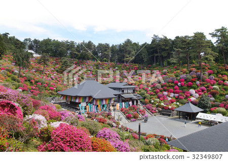 [杜鵑花的觀光勝地和美麗的風景] Shiofune Kannonji杜鵑花節 32349807