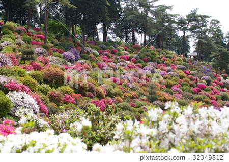 [Sightseeing spots and beautiful scenery of azaleas] Shiofune Kannonji Azalea Festival 32349812