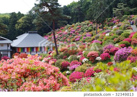 [杜鵑花的觀光勝地和美麗的風景] Shiofune Kannonji杜鵑花節 32349813
