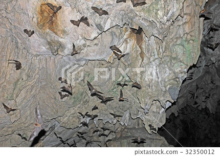 Bats flying in Lanquin Cave, Guatemala 32350012