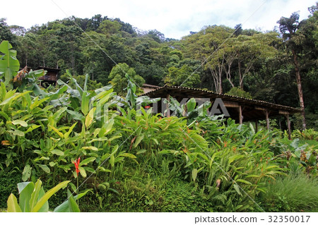 Landscape and coffee farm in the highlands of Landscape and coffee farm in the highlands of 32350017