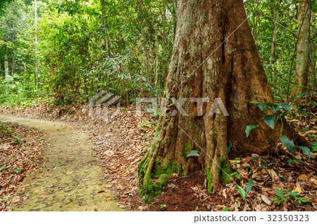 Buttress tree roots in rainforest 32350323