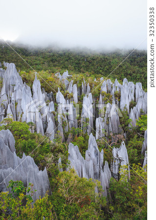 Limestone pinnacles at gunung mulu national park Limestone pinnacles at gunung mulu national park 32350338