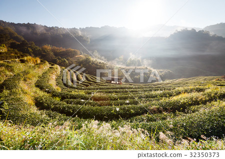 Misty morning Tea plantation in the Doi Ang Khang Misty morning Tea plantation in the Doi Ang Khang 32350373