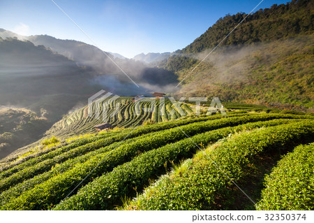 Misty morning Tea plantation in the Doi Ang Khang Misty morning Tea plantation in the Doi Ang Khang 32350374