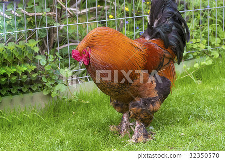 Handsome Cock Close Up Handsome Cock Close Up 32350570