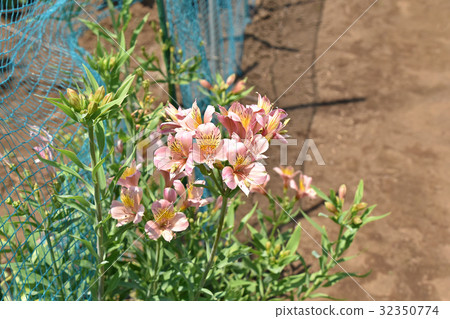Alstroemeria (Lily Narcissus) 32350774
