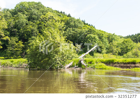 Kushiro marsh in early summer 32351277