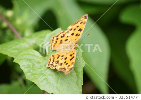 Yellow hooked butterfly Yellow hooked butterfly 32351477