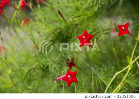 Flower of Lepinacea 32351596