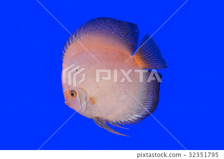 Pompadour Fish Pompadour Fish 32351795