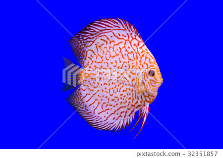 Pompadour Fish Pompadour Fish 32351857