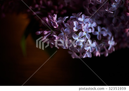 Branch of lilac on a dark background. Background 32351939