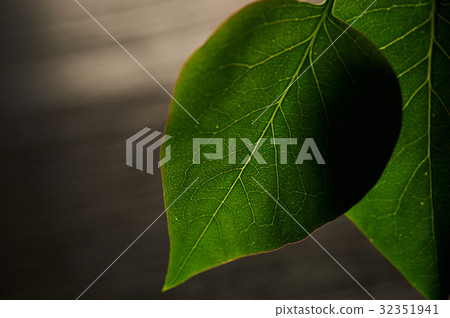 microsurgeries texture of a green leaf of lilac 32351941