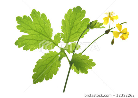 Greater celandine (Chelidonium majus) 32352262