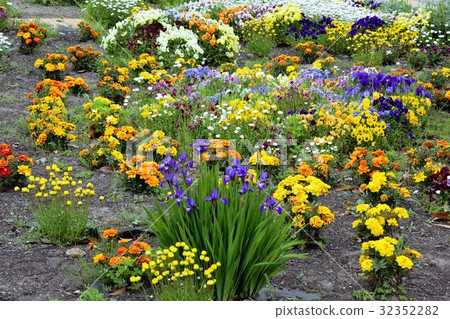 Flower bloom Flower bloom 32352282