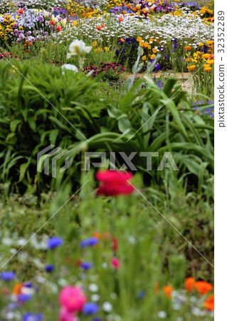 Blooming in the flower bed Blooming in the flower bed 32352289