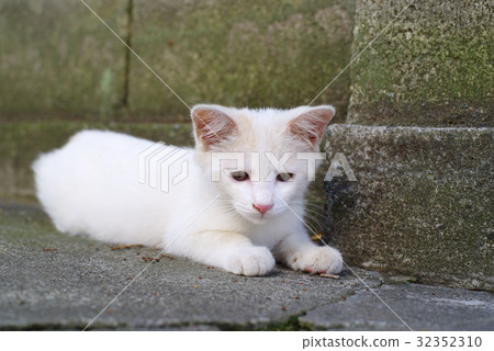 A gazing eyes of a white kitten Looking in front of my eyes In a corner of a fence 32352310