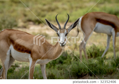 Close up of a Springbok in the Kalagadi. Close up of a Springbok in the Kalagadi. 32352406