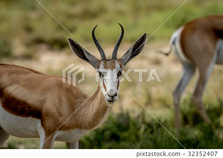 Close up of a Springbok in the Kalagadi. 32352407